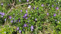 Immergrün, Vinca Minor, blauer Frühlingsblüher,Ableger,Bio Baden-Württemberg - Oberhausen-Rheinhausen Vorschau