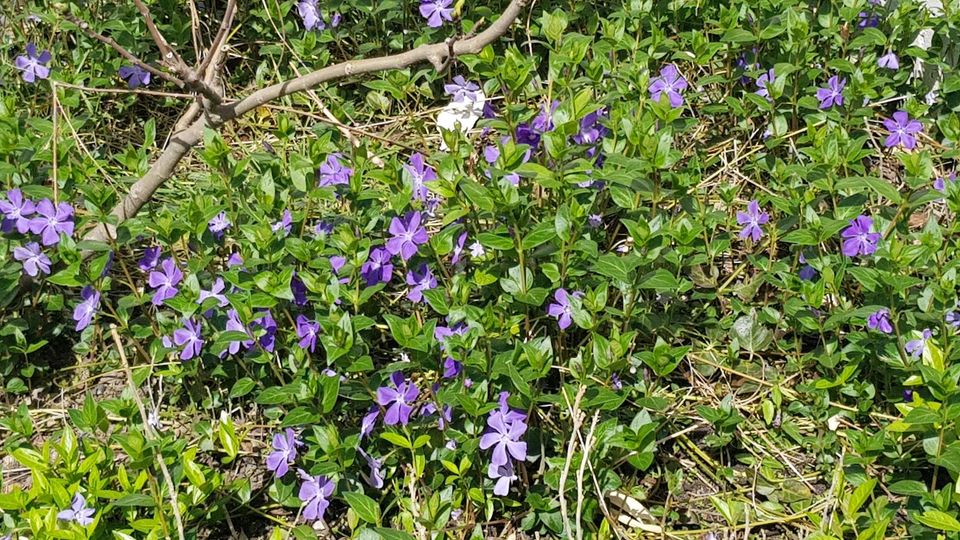 Immergrün, Vinca Minor, blauer Frühlingsblüher,Ableger,Bio in Oberhausen-Rheinhausen