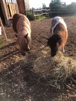 Reitbeteiligung Shetland Pony Mini Shetty Kr. Altötting - Unterneukirchen Vorschau