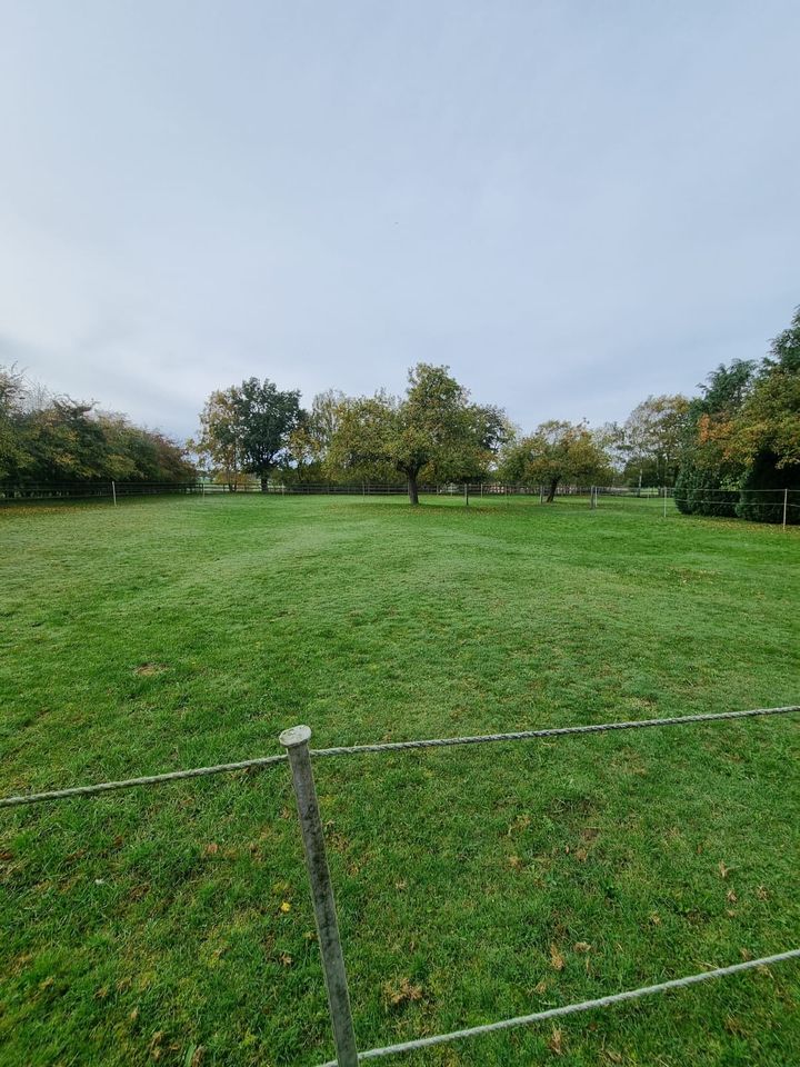 Einstellplatz frei / Stallplatz / Pferdebox / Pferde / Reitplatz in Bruchhausen-Vilsen