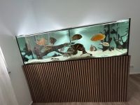 Aquarium 1000l (200x80x60) Rheinland-Pfalz - Osthofen Vorschau
