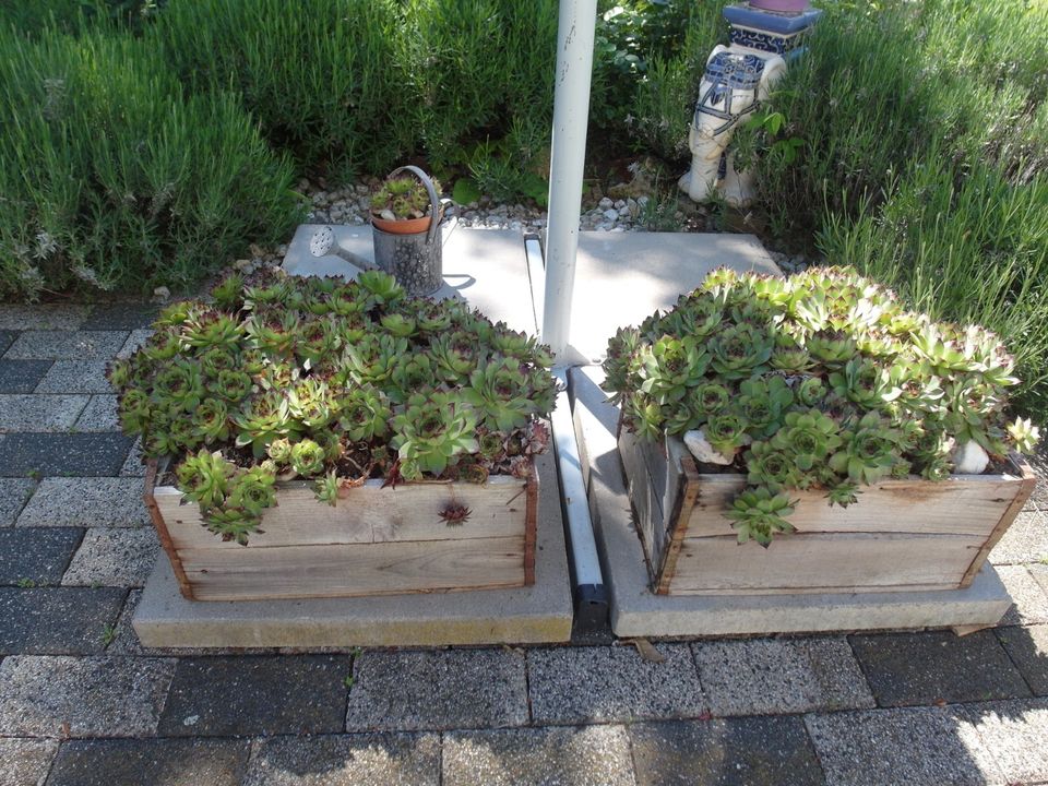 Steinrosen - Deko- Kiste mit Pflanzen für den Garten-grün in Gera