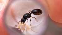 Tetramorium caespitum Königin Sachsen - Moritzburg Vorschau