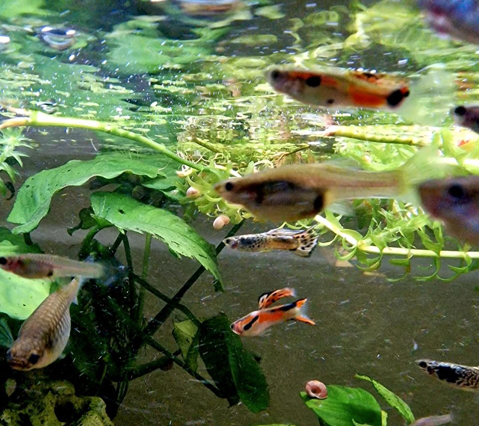 Guppy Mix 20 Tiere / Schwangere dabei in Illingen