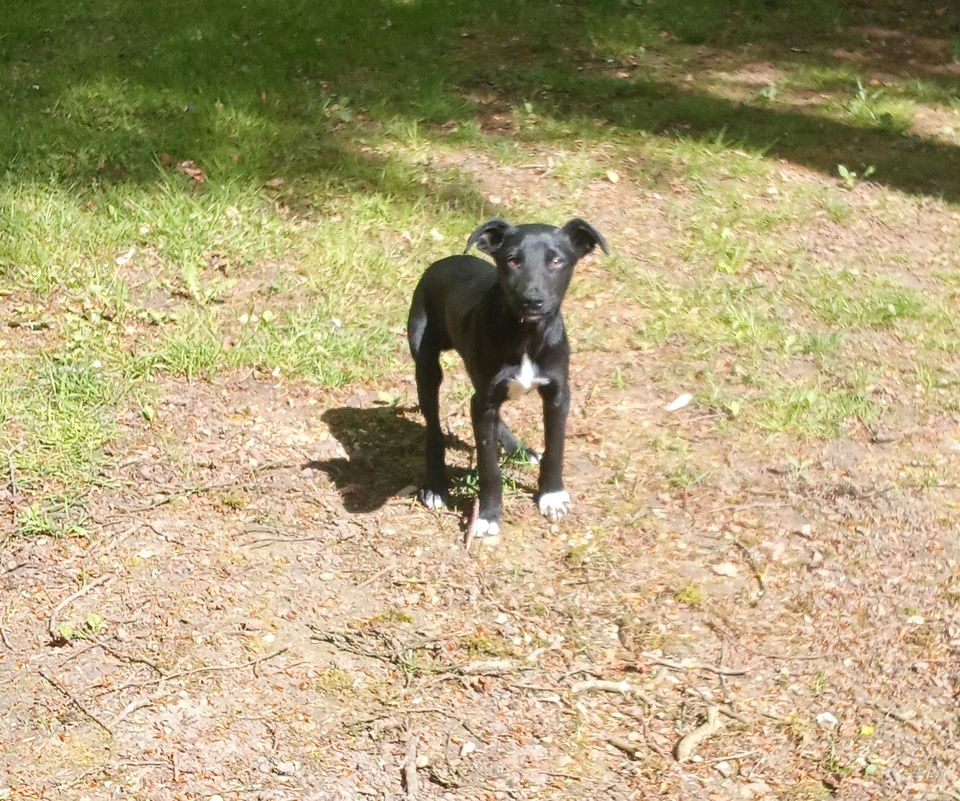 Der kleine Caspar sucht sein Zuhause ♥️ in Rennertshofen