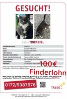 Katze in Lebus vermisst 100€ Finderlohn Brandenburg - Lebus Vorschau