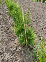 Thuja Brabant Kreis Pinneberg - Schenefeld Vorschau