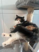 Zwei Türkisch Angora Katzen Sachsen-Anhalt - Magdeburg Vorschau