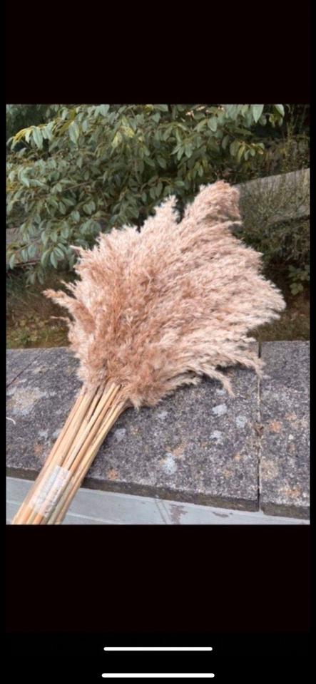 Pampasgras XXL super fluffig Trockenblumen Hochzeit Dekoration in Mögglingen