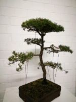 Waldkiefer Bonsai Sachsen-Anhalt - Dessau-Roßlau Vorschau