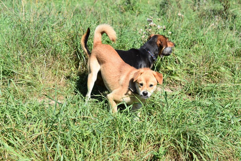 Sam - ein Unikat sucht passende Menschen! in Worms