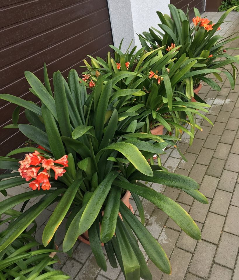 Clivie, Clivia, Pflanze mit Topf ca. 60cm hoch in Lübben