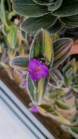 Tradescantia sillamontana variegata, Rarität Nordrhein-Westfalen - Neuss Vorschau