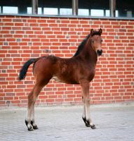 Stutfohlen von Vandenberg Münster (Westfalen) - Gievenbeck Vorschau