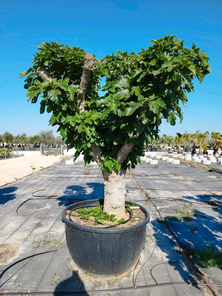 Feigenbaum Ficus Carica verschiedene Größen in Wiesbaden
