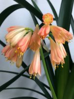 Clivia Pflanze Blüte grün lachs ab Brandenburg - Teltow Vorschau