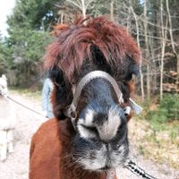 Waldbaden Alpaka Wald Alpakas Wanderung Niedersachsen - Bösel Vorschau