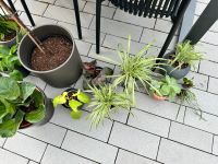 Grünpflanzen: Efeutute, sansevierie, Geigenfeige etc. Hessen - Lich Vorschau