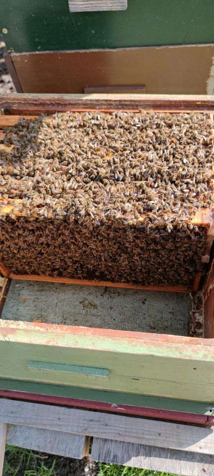 Bienen Stellplatz gesucht im raum PB Sennelager in Paderborn