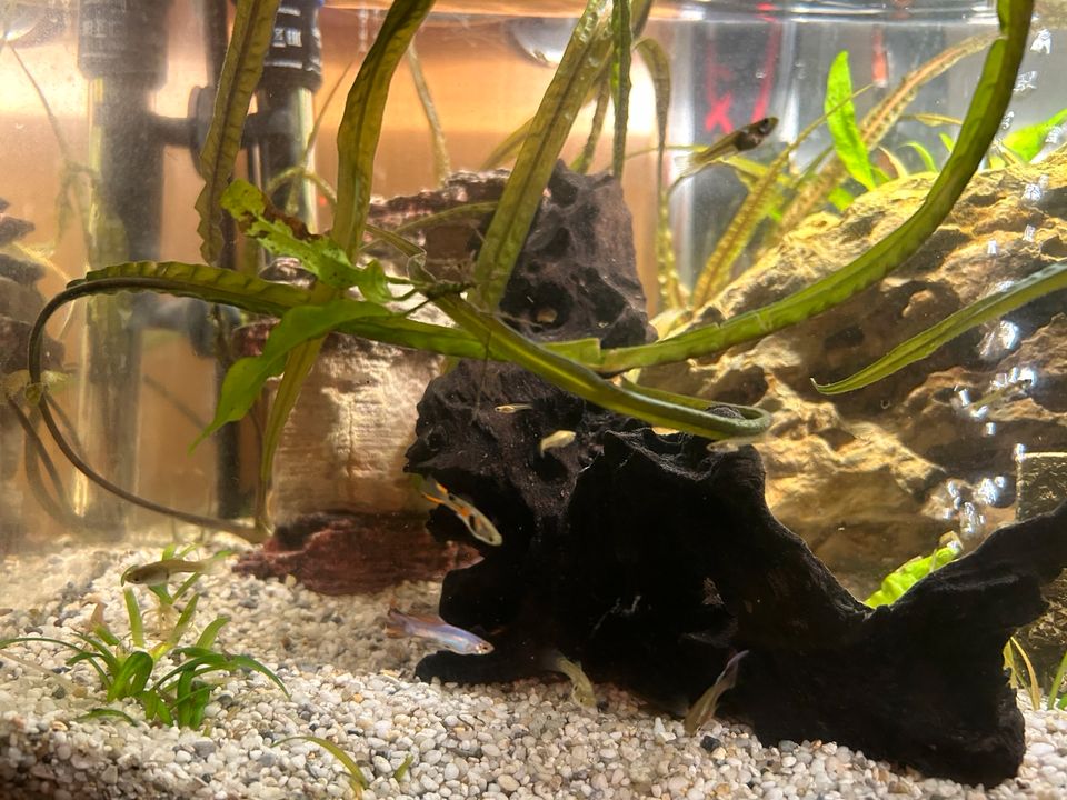 TETRA Aquarium komplett schwarz, Filter 60 Liter mit Zubehör in Korschenbroich