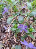 Vinca Major Bodendecker Niedersachsen - Ebstorf Vorschau