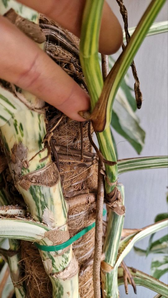 Monstera Variegata. in Pritzwalk