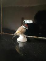 Porzellan Figur Karl ENS Miniatur Vogel Sachsen - Frankenberg (Sa.) Vorschau