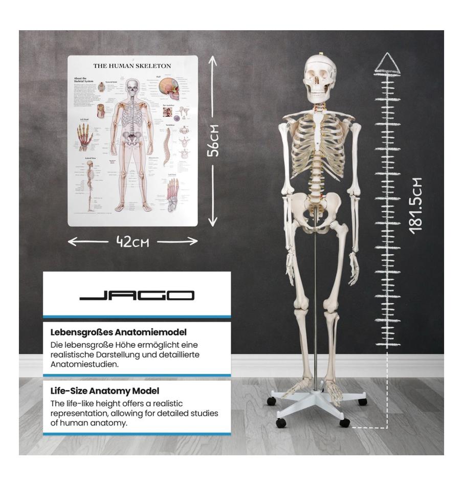 Menschliches Anatomie Skelett 181,5cm ORIGINAL VERPACKT!!! in Hainburg