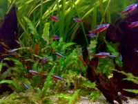 Aquarium Fisch; Roter Neon (Paracheirodon axelrodi)ab 1,25€ / Stk Nordrhein-Westfalen - Erftstadt Vorschau