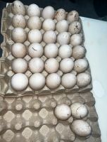 Freiland Enten Eier Nordrhein-Westfalen - Meinerzhagen Vorschau