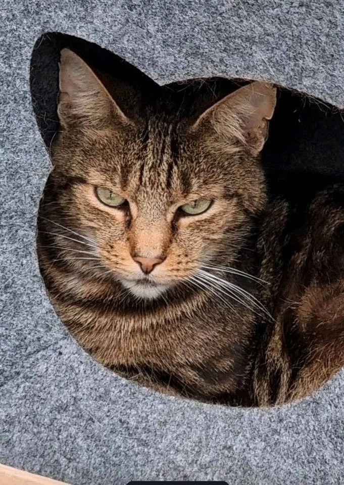 Kater Katze vermisst entlaufen, gefunden zugelaufen gesucht in Lippstadt