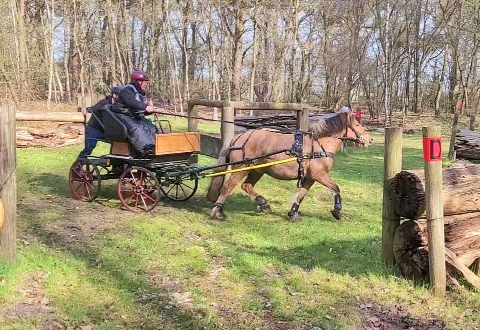 Ausbildung Kutschpony/Rückepony in Lengerich