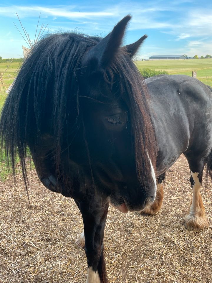 Pony Relaxing in Mechernich