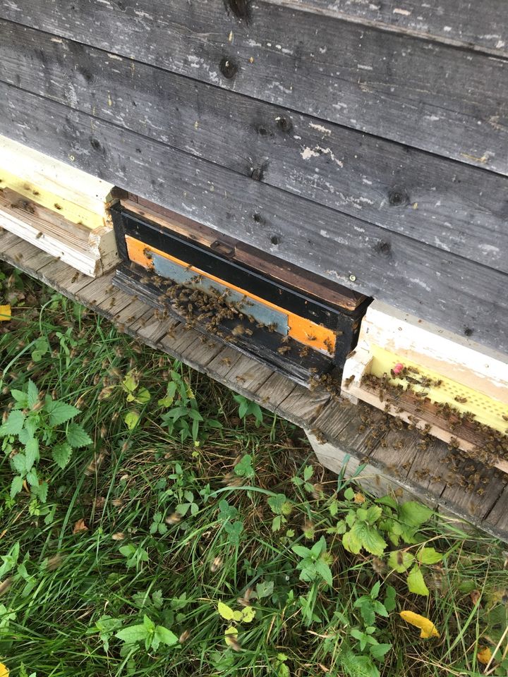 Bienen Ableger in Niederwinkling