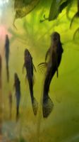 Aquarium besatz abzugeben welse fische putzerfisch Kreis Pinneberg - Barmstedt Vorschau