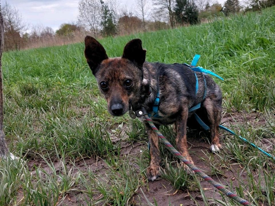 Amiga Mischling Tierschutz Hund Hündin in Langen (Hessen)