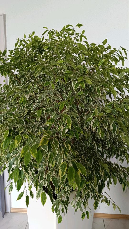 Lechuza Cubico 40 weiß bepflanzt mit Ficus / Büropflanze in Burtenbach