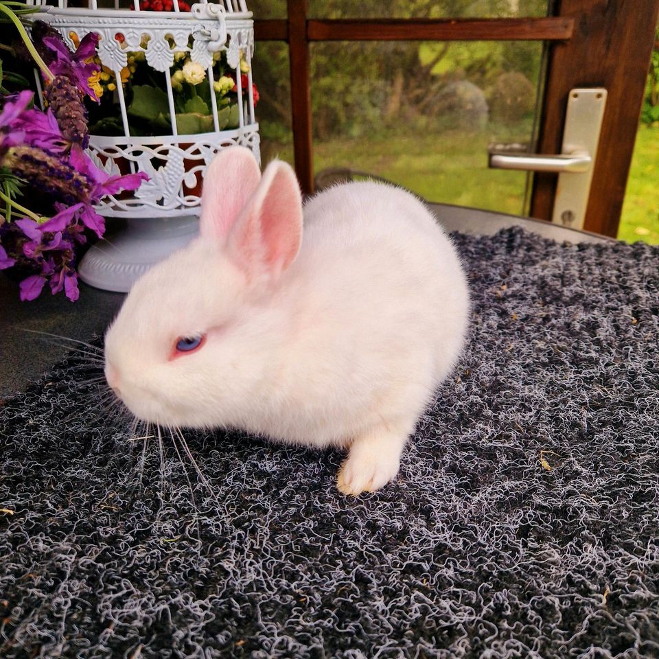 Zwergkaninchen Hermelin Blauaugen Bock in Velbert