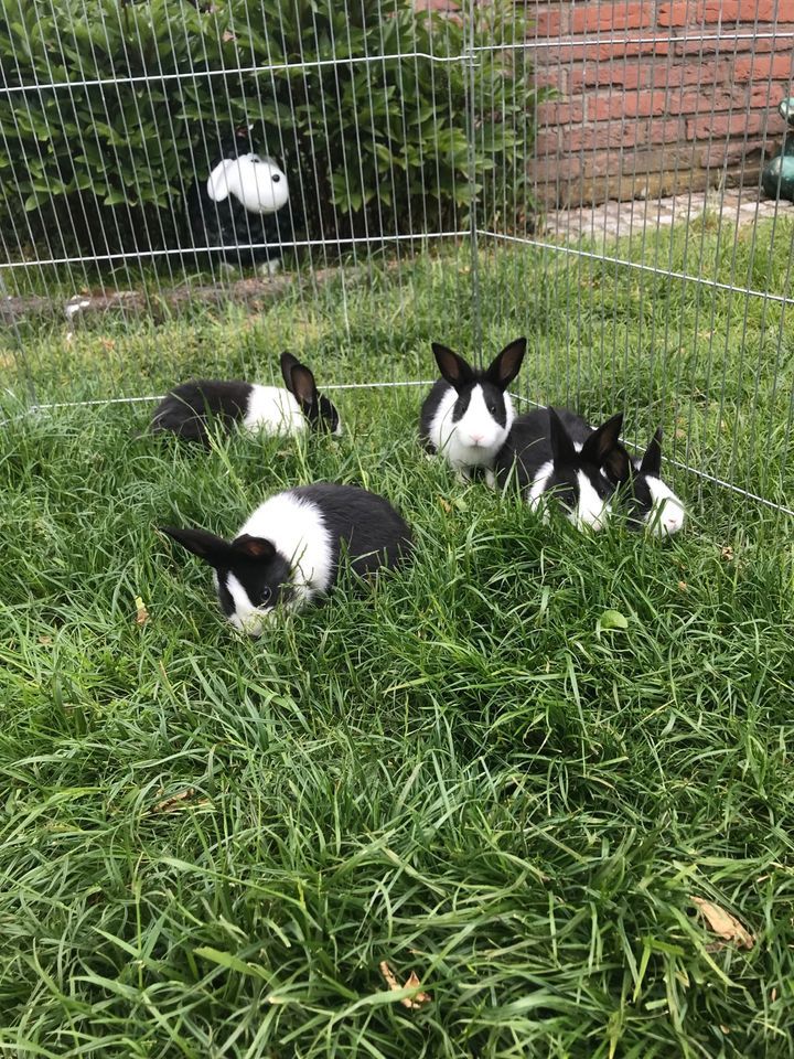 Holländer Kaninchen, Rassekaninchen, Kleine Rasse, Hasen in Coesfeld