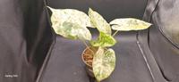 Alocasia Odora Batik variegata Rheinland-Pfalz - Bescheid bei Hermeskeil Vorschau