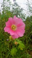 Stockrosen >50 Samen, Staude für den Bauerngarten, heimisch Bayern - Alzenau Vorschau