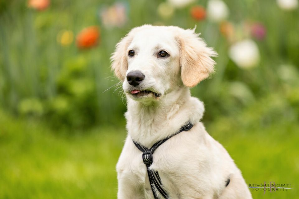 Zeusi, Golden Retriever-Pyrenäen-Berghund-Mix, 4 M., männlich in Lauf a.d. Pegnitz