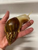 Achatschnecke Jungtiere - Lissachatina Fulica White Jade 2 cm Nordrhein-Westfalen - Heek Vorschau