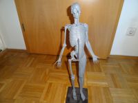 Anatomie Maßstab 1:3, 60 cm Deko Modellbau Bildhauer Kunst Deko Bayern - Freilassing Vorschau