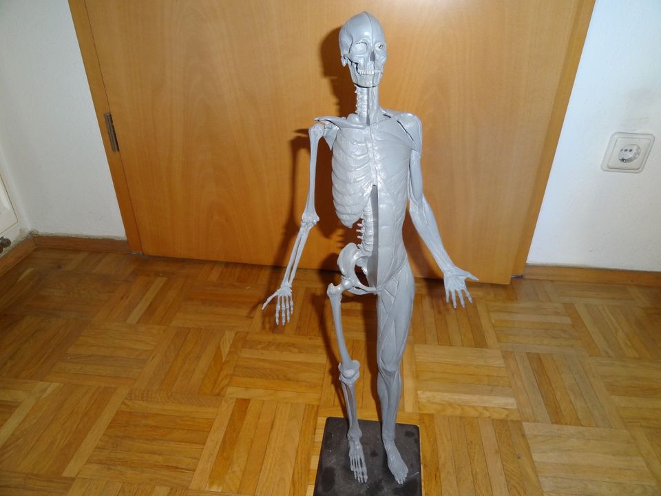 Anatomie Maßstab 1:3, 60 cm Deko Modellbau Bildhauer Kunst Deko in Freilassing