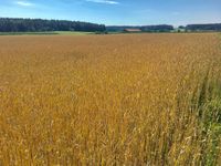 Weizen Bio Bayern - Postbauer-Heng Vorschau