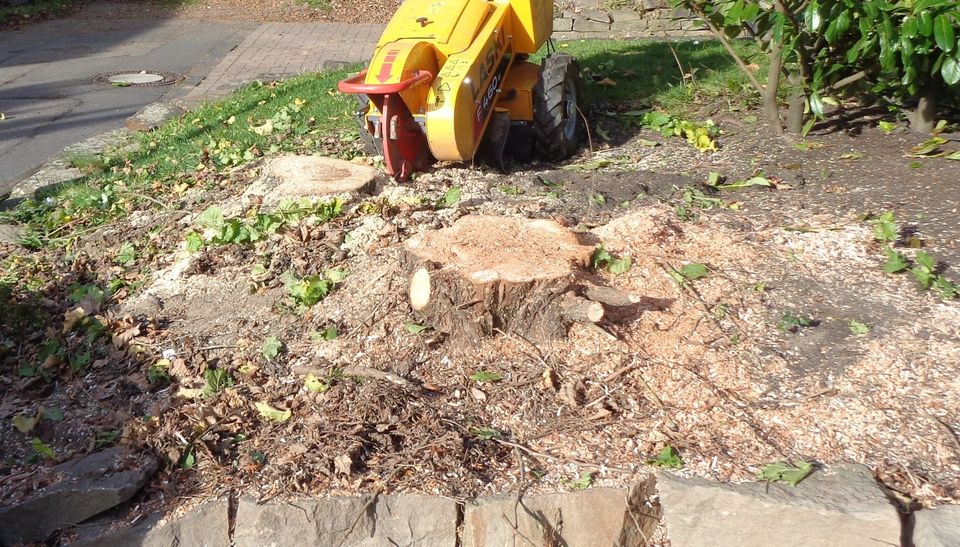 Baumstumpffräsen, Stubbenfräsen, Baumstumpf entfernen, Wurzel in Bergisch Gladbach