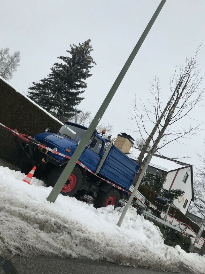 Baumfällung Seilklettertechnik Baum Schneiden Fällen in München