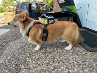 Canicross Brustgeschirr Laufgeschirr Corgi Niedersachsen - Ilsede Vorschau