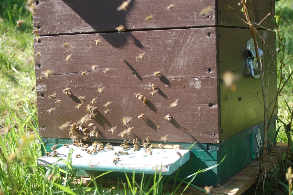 Bienenvölker Carnica in Zaberfeld